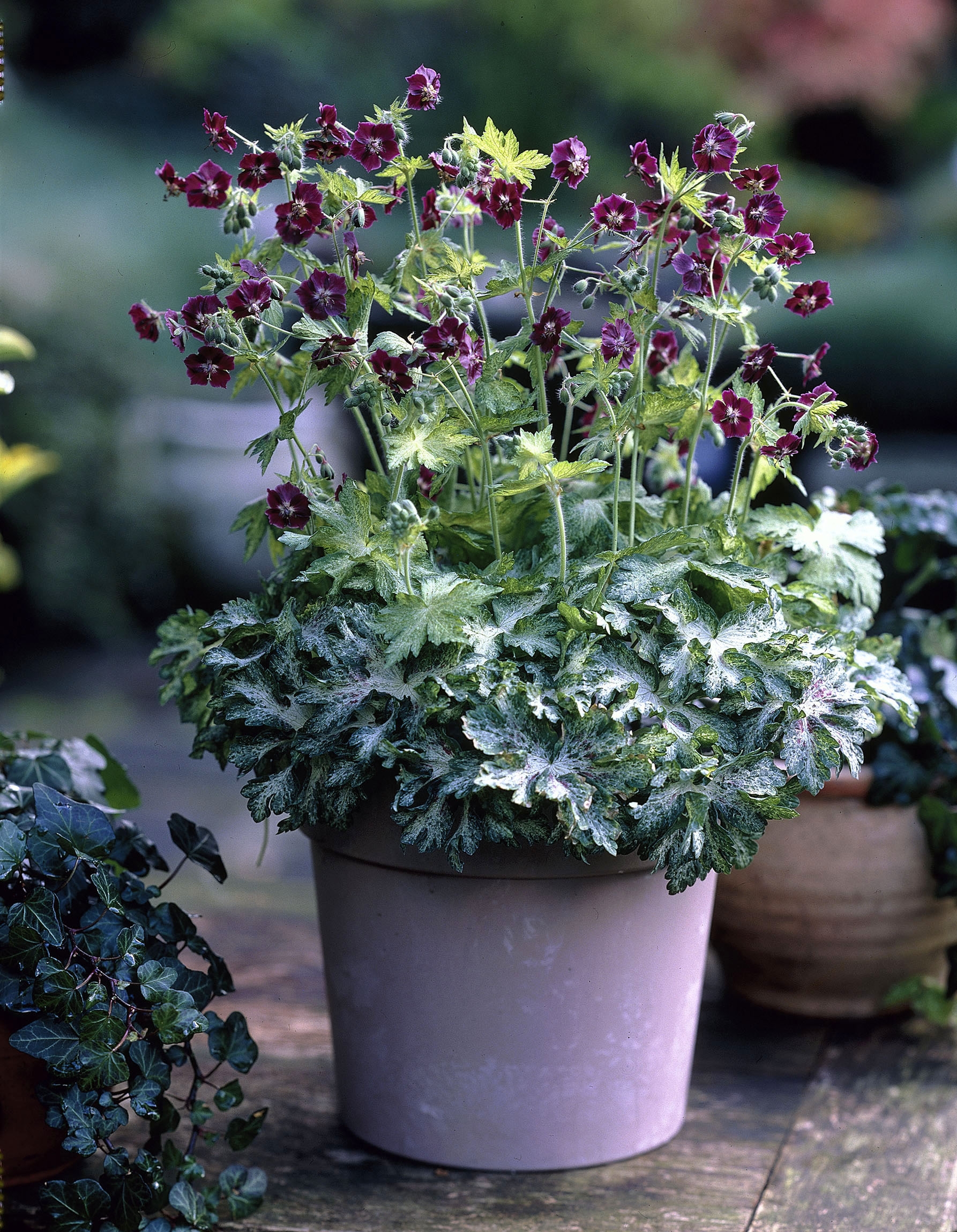 Perennial varieties | Future Plants